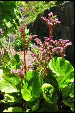 Garden design by Jack Stewart